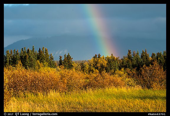 Grasses and rainbow, Brooks Camp. Katmai National Park, Alaska, USA.