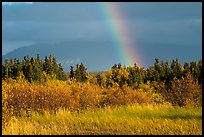 Grasses and rainbow, Brooks Camp. Katmai National Park ( color)