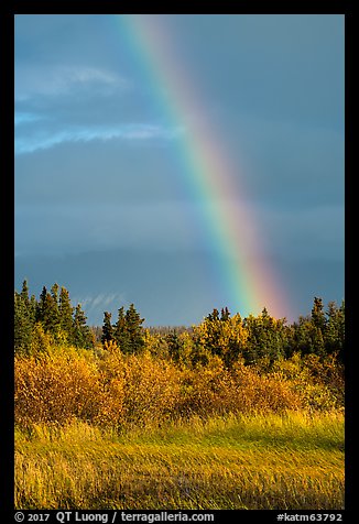 Rainbow over autumn grasses and trees. Katmai National Park, Alaska, USA.