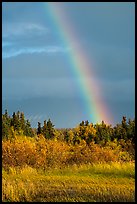 Rainbow over autumn grasses and trees. Katmai National Park, Alaska, USA.