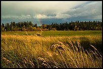 Grasses, meadow, and rainbow. Katmai National Park ( color)