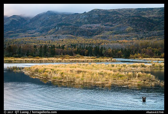 Bear in Brooks River and Dumpling Mountain. Katmai National Park, Alaska, USA.