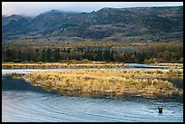 Bear in Brooks River and Dumpling Mountain. Katmai National Park ( color)