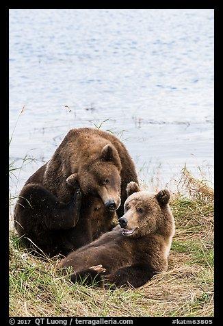 Sow and grizzly bear cub. Katmai National Park (color)
