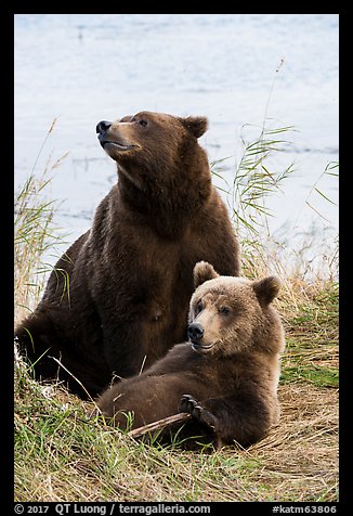 Mother and bear cub. Katmai National Park (color)