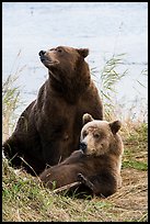 Mother and bear cub. Katmai National Park ( color)