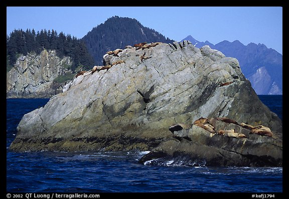 Rock with sea lions in Aialik Bay. Kenai Fjords National Park, Alaska, USA.