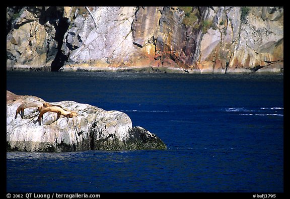 Rock with sea lions in Aialik Bay. Kenai Fjords National Park, Alaska, USA.