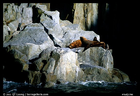 Sea lions in Aialik Bay. Kenai Fjords National Park, Alaska, USA.