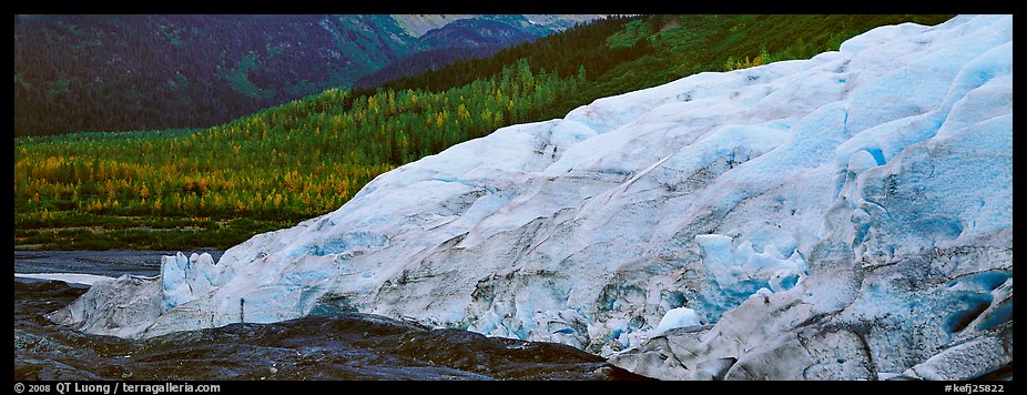 Glacier and trees in autumn color. Kenai Fjords National Park, Alaska, USA.