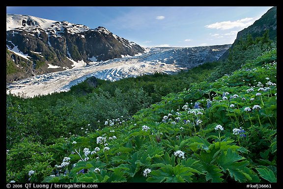 Wildflowers and Exit Glacier, late afternoon. Kenai Fjords National Park (color)