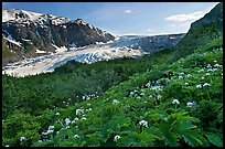 Wildflowers and Exit Glacier, late afternoon. Kenai Fjords National Park, Alaska, USA.