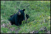 Black bear with cubs. Kenai Fjords National Park, Alaska, USA. (color)