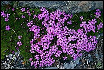 Alpine flowers. Kenai Fjords National Park, Alaska, USA. (color)