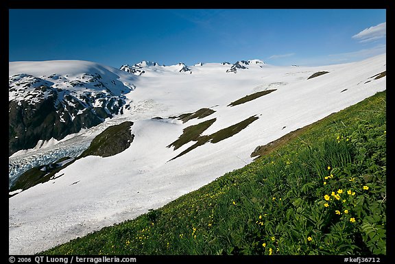 Wildflowers and Harding ice field. Kenai Fjords National Park, Alaska, USA.