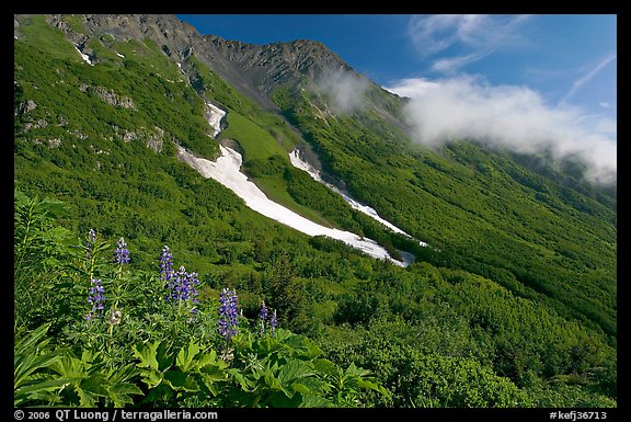 Lupine, neve, and verdant mountain slopes. Kenai Fjords National Park (color)