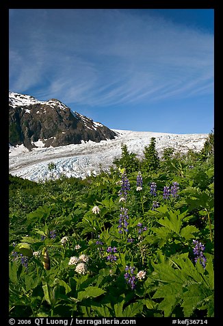 Wildflowers and Exit Glacier. Kenai Fjords National Park (color)