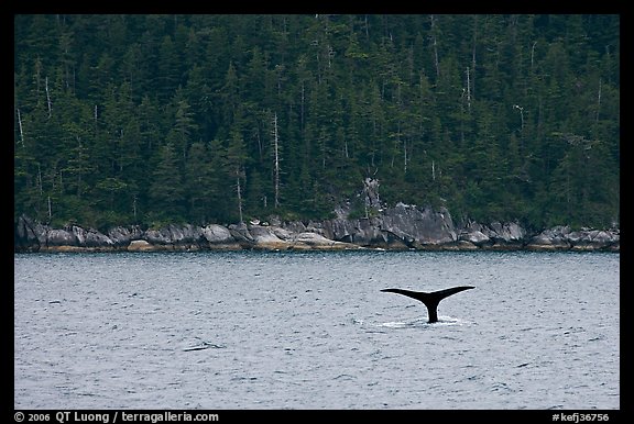 Whale fluke and forest, Aialik Bay. Kenai Fjords National Park, Alaska, USA.