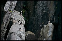 Puffins on cliff. Kenai Fjords National Park ( color)