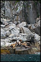 Stellar sea lions hauled out on rock. Kenai Fjords National Park, Alaska, USA. (color)
