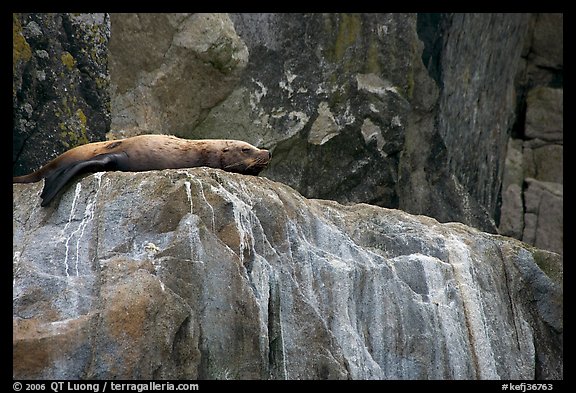 Stellar sea lion sleeping on rock. Kenai Fjords National Park, Alaska, USA.