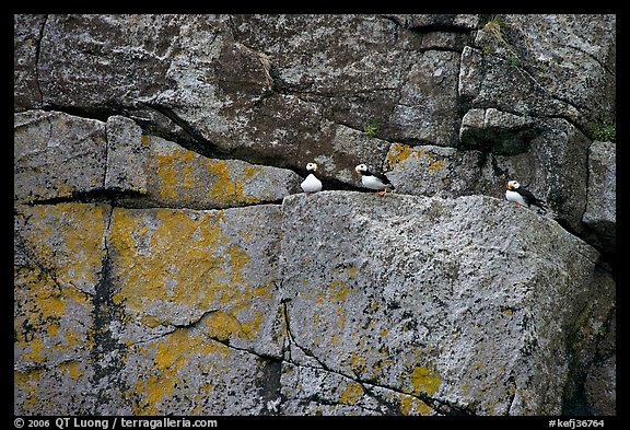 Puffins on rock wall. Kenai Fjords National Park, Alaska, USA.