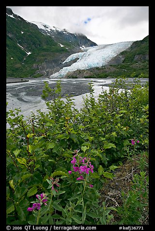 Dwarf fireweed and Exit Glacier. Kenai Fjords National Park, Alaska, USA.