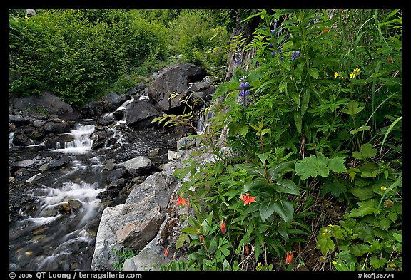 Widflowers and cascading stream. Kenai Fjords National Park (color)