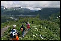 Hikers surrounded by wildflowers on Harding Icefield trail. Kenai Fjords National Park, Alaska, USA.