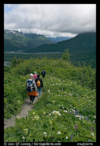 Hiking surrounded by wildflowers on Harding Icefield trail. Kenai Fjords National Park, Alaska, USA.