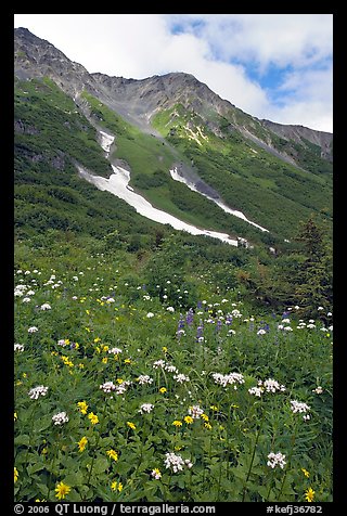 Hills and verdant alpine meadows, seen from Harding Icefield trail. Kenai Fjords National Park, Alaska, USA.