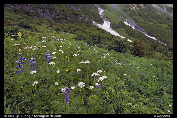 Lupine and white flowers, and neve, Marmot Meadows. Kenai Fjords National Park, Alaska, USA.