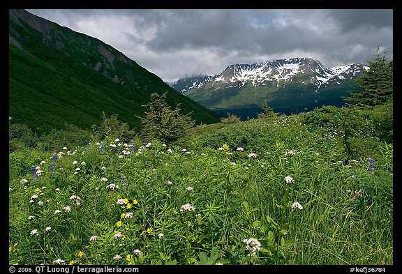 Wildflowers in Marmot Meadows and Resurection Mountains. Kenai Fjords National Park (color)