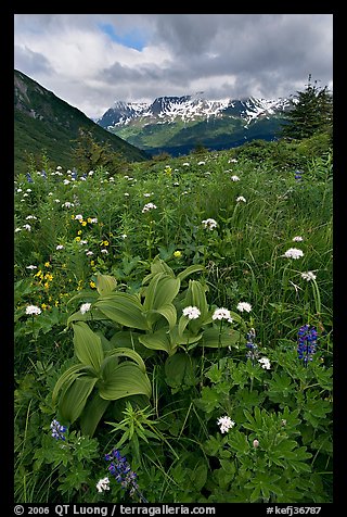 Marmot Meadows and Resurection Mountains. Kenai Fjords National Park (color)