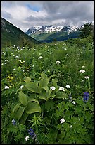 Marmot Meadows and Resurection Mountains. Kenai Fjords National Park ( color)