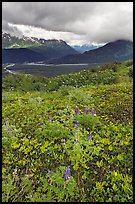 Dwarf Lupine in Marmot Meadows, and Resurection Mountains. Kenai Fjords National Park, Alaska, USA. (color)