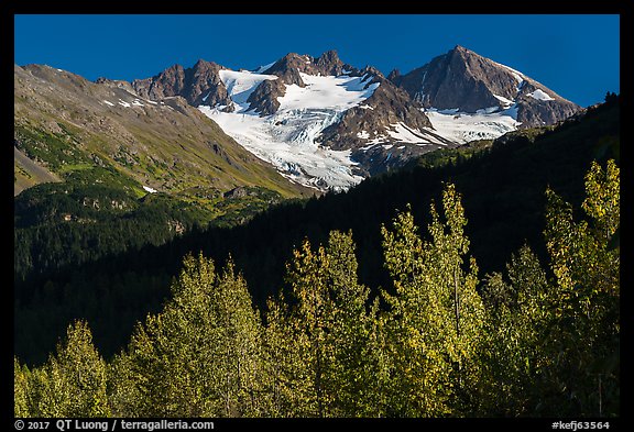 Trees in autumn and glaciers on Phoenix Peak. Kenai Fjords National Park, Alaska, USA.