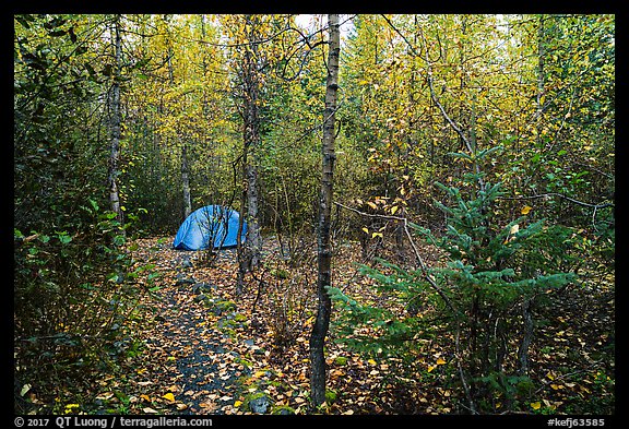 Campground. Kenai Fjords National Park, Alaska, USA.