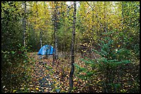 Campground. Kenai Fjords National Park ( color)