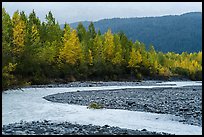 Stream and trees in fall foliage, Exit Glacier outwash plain. Kenai Fjords National Park ( color)
