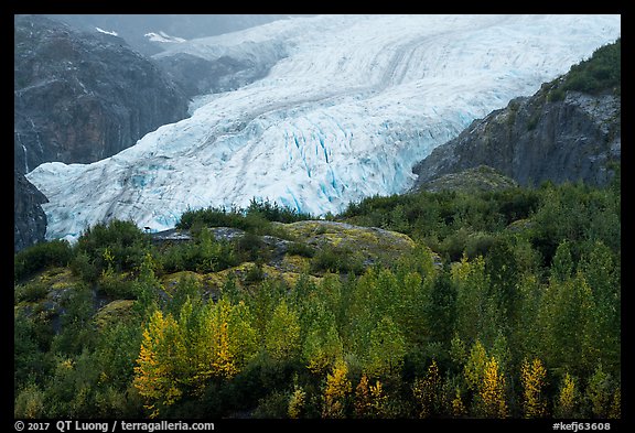 Trees in fall foliage and Exit Glacier. Kenai Fjords National Park, Alaska, USA.
