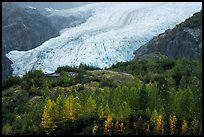 Trees in fall foliage and Exit Glacier. Kenai Fjords National Park ( color)