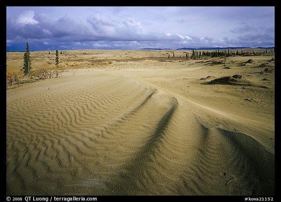 Sand dunes with spruce trees. Kobuk Valley National Park, Alaska, USA.