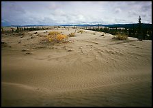 Dune field with boreal forest in the distance. Kobuk Valley National Park ( color)
