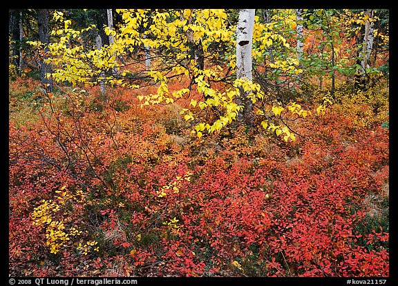 Red Berry leaves and yellow tree leaves in forest. Kobuk Valley National Park, Alaska, USA.
