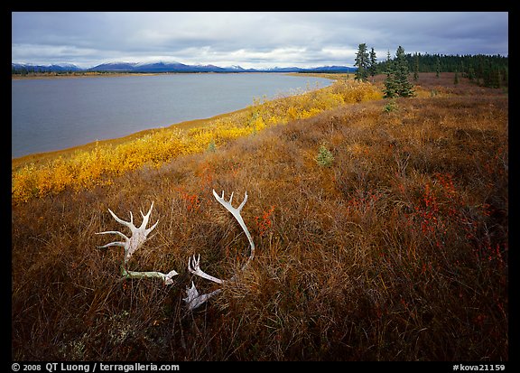 Caribou antlers, tundra in autumn color, and Kobuk River. Kobuk Valley National Park, Alaska, USA.