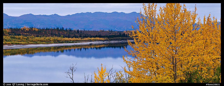 River scene with tree in fall foliage. Kobuk Valley National Park, Alaska, USA.