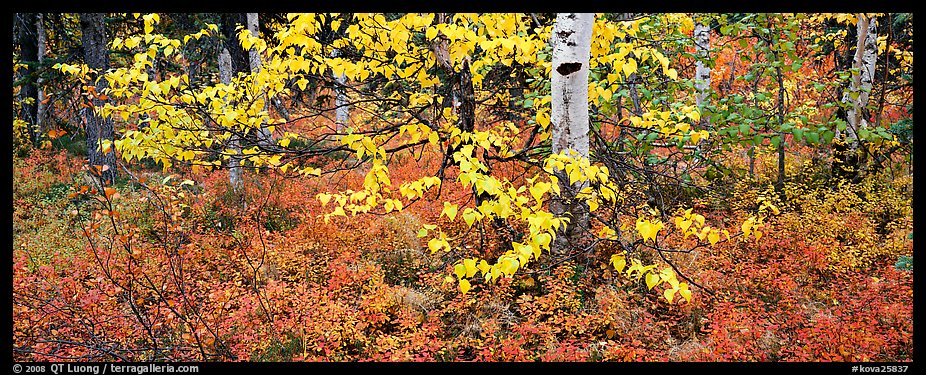 Forest floor and leaves in autumn color. Kobuk Valley National Park, Alaska, USA.