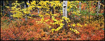 Forest floor and leaves in autumn color. Kobuk Valley National Park, Alaska, USA.
