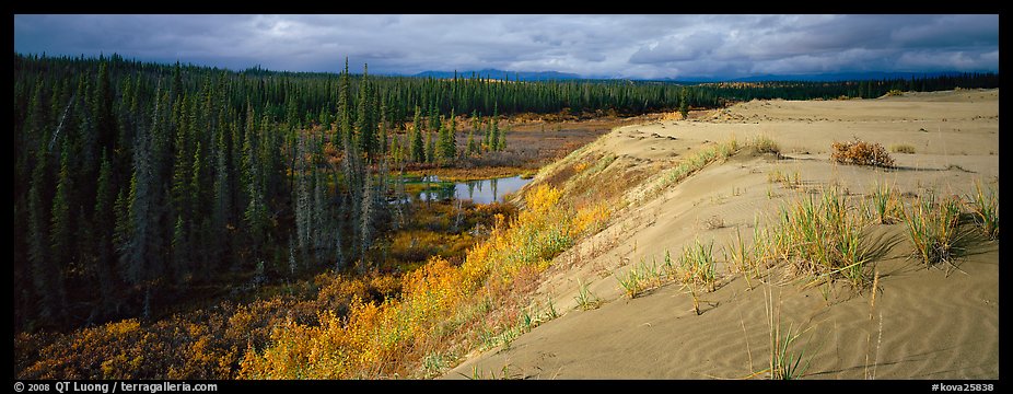 Sand dunes and boreal forest. Kobuk Valley National Park, Alaska, USA.